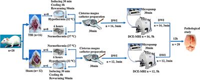 Hypothermia reduces glymphatic transportation in traumatic edematous brain assessed by intrathecal dynamic contrast-enhanced MRI